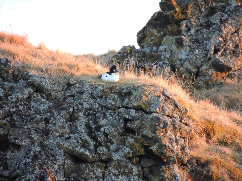 Dimmuborgir Guesthouse Міватн Екстер'єр фото